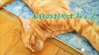 旭川市　東光　ほんむら 動物病院＊猫の寝床はマット（2017/4/15）