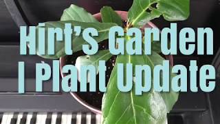 Hirt’s Garden | Plant Update