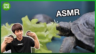 Tortoise Eating Lettuce ASMR Turtle🐢 | KAYAVINE