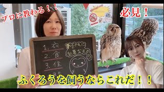 『勝手に!ふくろう大使かわまなさん』のふくろうを飼いたい人必見!!ふくろうの飼い方～お迎えに必要な物編～【What do you need to raise an owl in the house?】