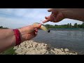 welsangeln mit der spinnrute in deutschland rhein und neckar gezielt welse mit gummifisch fangen