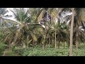 Lake attached 4.11 acres coconut farm land for sale in Chamarajanagar (8618143750)