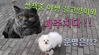 산책중 야생고양이를 만났을때 반응은!!??포메라니안