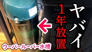 【ウパ水槽】ろ過フィルターを１年放置したらやばかった…【エーハイム500】