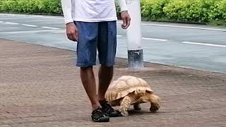 FIRST ENCOUNTER WITH A MAJESTIC TURTLE AT LOHAS PARK🐢🌿