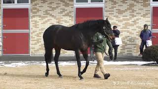 ラブリーデイ(Lovely Day) - ブリーダーズスタリオンステーション種牡馬展示会2020