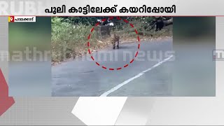 നെല്ലിയാമ്പതി ചുരം പാതയിൽ നടുറോഡിൽ പുലി; പുലർച്ചയോടെയാണ് പുലിയെ കണ്ടത്