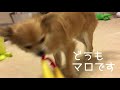 【犬vsチキン】 チキンをバカにするとこうなる