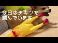 【犬vsチキン】 チキンをバカにするとこうなる