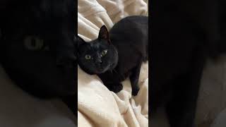 お顔を見せながら🐈‍⬛甘えん坊の黒猫バロン【#Shorts】black-cat