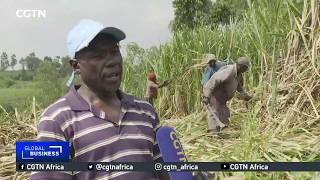 Kenya's once thriving sugar industry now on its knees