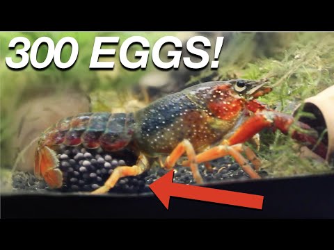 How many babies can a crayfish have?