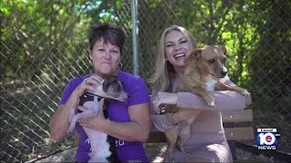 Adopt don't shop: Local 10 Animal Advocate visits no-kill shelter in Boca Raton