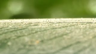 Spring allergies are here! How to avoid the pollen