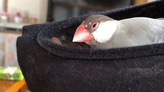 文鳥 あずき  懐でまった〜り