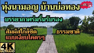 ทุ่งนามอญ บ้านบ่อทอง บรรยากาศร่มรื่นรับรอง สัมผัสใกล้ชิดธรรมชาติ แบบเงียบโคตรๆ | Mon rice fields |4K