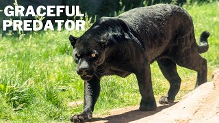 Jaguar , The Graceful Predator of the Wilderness | Black Panther Big Black Cat