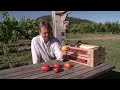 life of your heirloom tomato