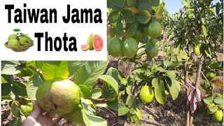 Taiwan Jama Thota|Taiwan Guava|Taiwan Jama Harvest|Taiwan Pink Guava #fruittrees|#guavaplant|#guava