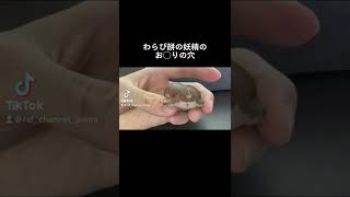 わらび餅の妖精のお◯りの穴