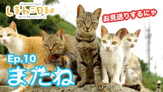 【猫島】しまねこ軍団登場！ありがとう、青島の猫たち！