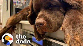 155-pound Dog Will Only Sleep On Her Mom’s Kitchen Counter | The Dodo