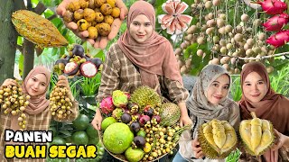 Panen buahbuahan segar | Petik buah langka