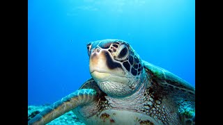 GIANT SEA TURTLES • AMAZING CORAL REEF FISH • 12 HOURS of THE BEST RELAX MUSIC