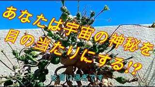 「カッコよく育てる塊根植物」第8話