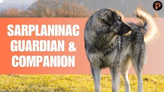 Sarplaninac Dog Breed Info: Personality \u0026 Facts