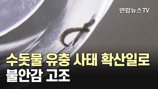 수돗물 유충 사태 확산일로…불안감 고조 / 연합뉴스TV (YonhapnewsTV)