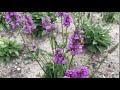 betonie ~ stachys officinalis nl bloeit ~ planten van hier