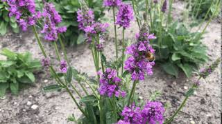 Betonie ~ Stachys officinalis  |  NL Bloeit!  ~  Planten van hier