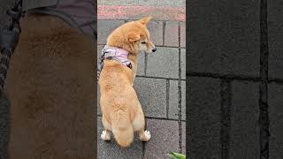 米果妹走大馬路還是會怕怕來到公園就開心了😂 #dog #cute #柴犬 #shiba #shortvideo #shorts #family #pets #park #狗狗 #puppy #可愛い