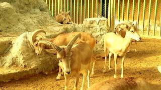 Kuwait Zoo