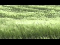 HD Nature Media - Royalty FREE Footage - FREE Backgrounds Available