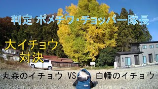 【2024紅葉】「丸森のイチョウ」VS「白幡のイチョウ」大イチョウ対決　判定は我が隊のポメチワ・チョッパー隊長！