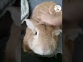 LOL, What A Bunny Baby! Cute Funny Rabbit Shorts Videos 🐰😁😁 -EPS921 #bunny #rabbit