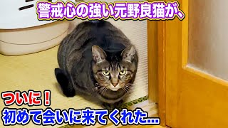 警戒心の強い元野良猫が我が家の外猫に初めて会いに来てくれた