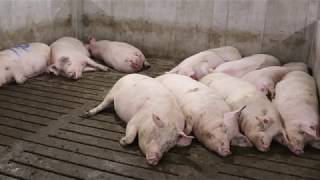 Converting to a Group Sow Housing Barn