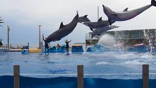 Marineland Dolphin Show (Mallorca)