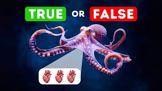 Do Octopuses Have Three Hearts? & More Wild Facts