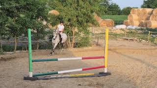 Gonzo Andalusian horse ( PRE) jumping training