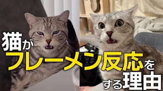 【雑学】猫がフレーメン反応を起こす理由と意味を徹底解説！【双子マンチカン】