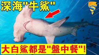 深海“牛鯊”：憑藉“特殊技能”，穩坐人類“頭號鯊魚天敵”！讓大白鯊“背鍋”至今！太可怕了...