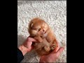 tiktok පිස්සුව cute puppy tiktok 😍