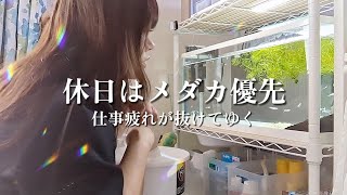 【おうち時間Vlog】メダ活は仕事疲れを癒してくれる｜メダカ女子｜屋内水槽