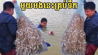 ថ្ងៃនេះ ដាក់មងតាមត្រពាំងសុទ្ធតែត្រីច្រវ៉ាភ្លៀង ច្រើនណាស់ || Freshwater Fish Market KH