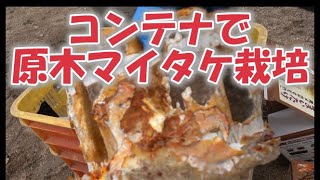 店売りでは味わえない、原木マイタケのコンテナ（プランター栽培）