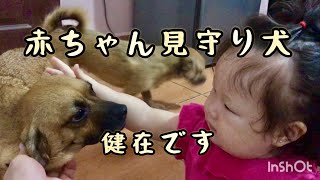 お腹にいる時からずっと赤ちゃんを見守ってくれた犬たち　【ボリビアより】